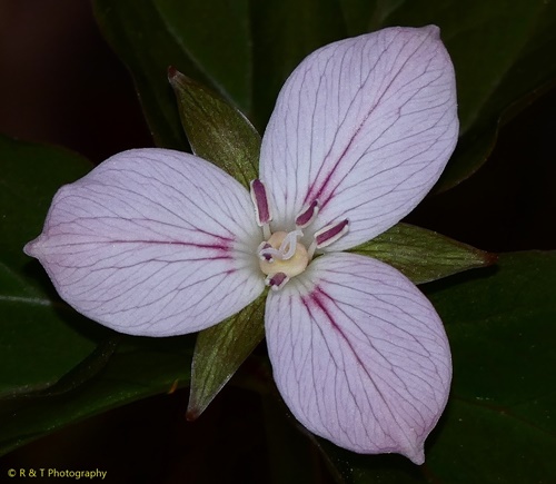 {Trillium undulatum forma enotatum}